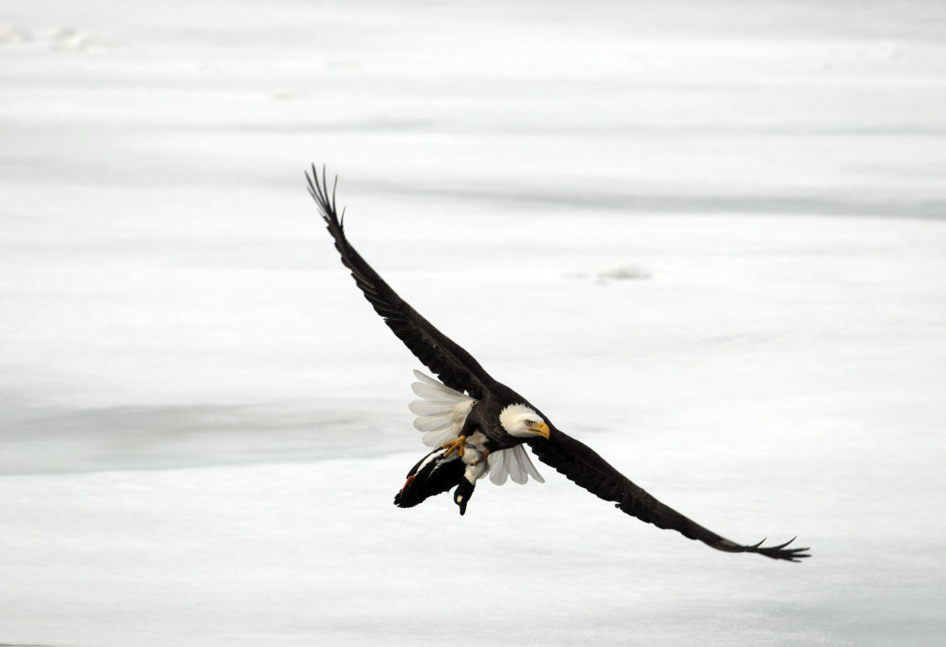 A bald eagle